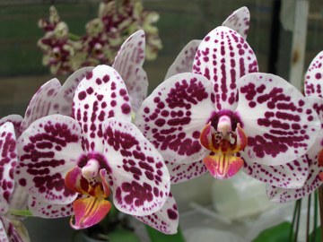 Phalaenopsis Roulette